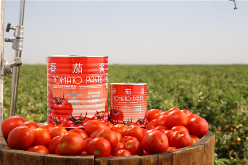 Sinosure Supporting the Export of Tomato Sauce